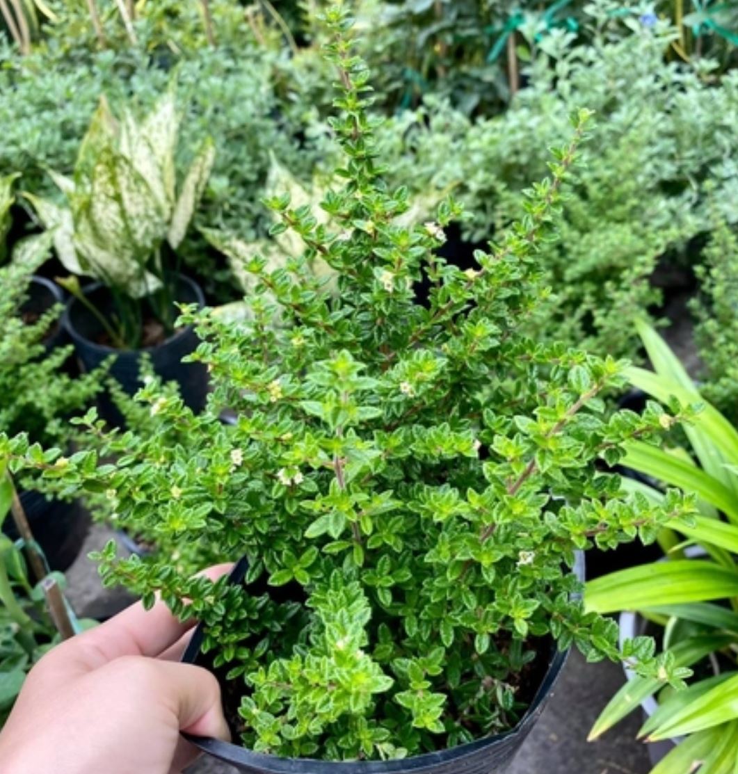 Ý nghĩa phong thủy của cây Hàm Hương